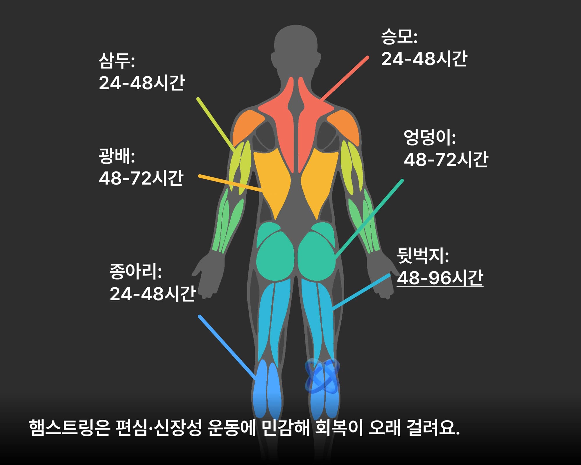 후면 부위별 근육 회복 시간을 인체 그림으로 정리한 이미지 - 승모 24-48시간, 삼두 24-48시간, 광배 48-72시간, 엉덩이 48-72시간, 종아리 24-48시간, 뒷벅지 48-96시간